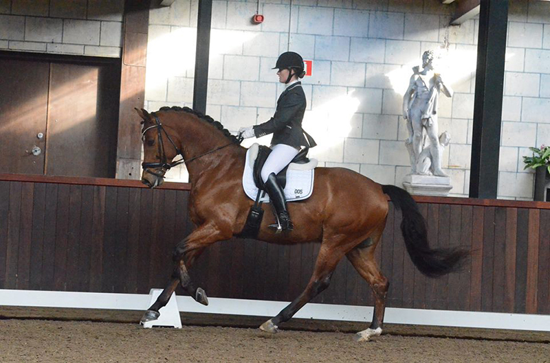 Sportpaarden Sportpaarden